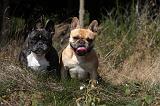BOULEDOGUE FRANCAIS 881